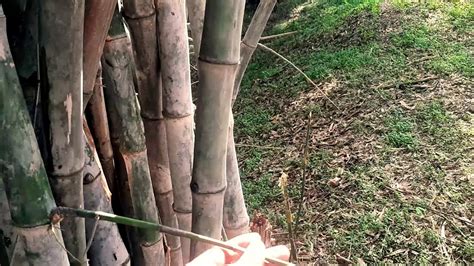 Bamboo Farming बांस की खेती बांस की खेती की पूरी जानकारी Youtube