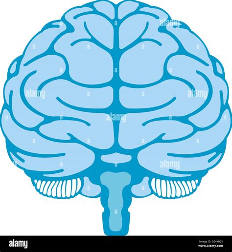 Vector Illustration Of Human Brain Front View Stock Vector Image