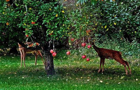 Rehe Im Garten