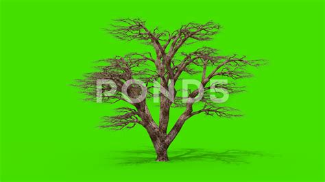 Tree Wind Green Screen 3d Rendering Animation 4k Stock Footage By Pixelboomcg Greenscreen