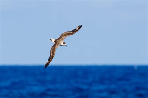 Black Capped Petrel Pterodroma Hasitata