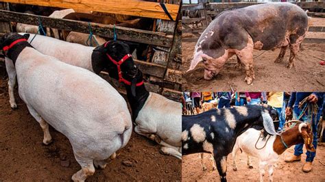 FEIRA DE CAPRINO OVINO E SUÍNOS EM CARUARU PE DIVERSAS RAÇAS