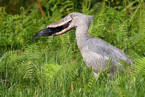 ShoeBill Spots In Uganda Mabamba Swamp On Lake Victoria