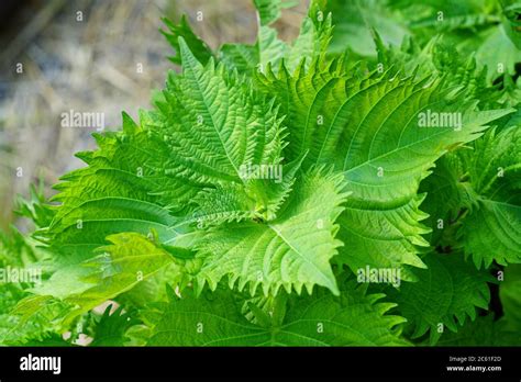 Green And Purple Shiso Perilla Herb Growing In The Garden Stock Photo