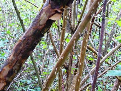 The Joys Of The Salmonberry A Pacific Northwest Native Shrub Hubpages