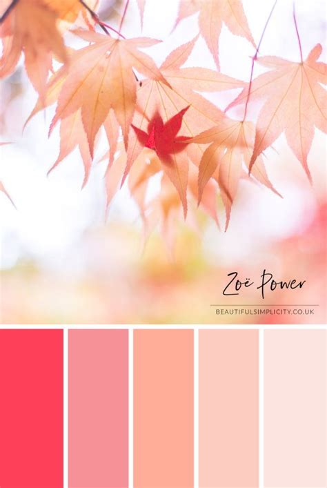 An Autumnal Colour Palette Inspired By A Fallen Red Acer Leaf Caught Gently In The Embrace Of