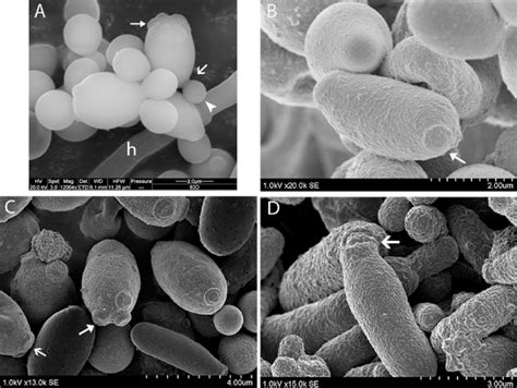 A Single Celled And Budding Yeast Forms Blastospores A The Candida