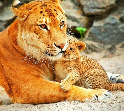 Ligers And Big Cats Conservation