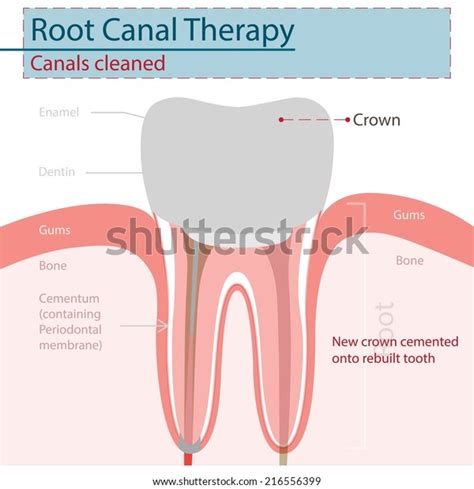 Crown Stock Vector (Royalty Free) 216556399 | Shutterstock