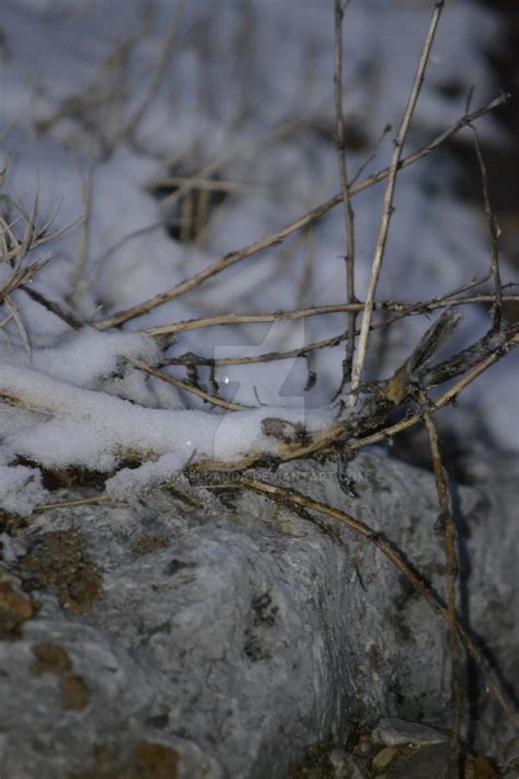 Hidden In Snow By Babelpanda On Deviantart