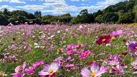 コスモス畑（千葉県君津市 清和地区）2023年10月21日 Youtube