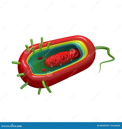 Cholera Bacteria Diagram