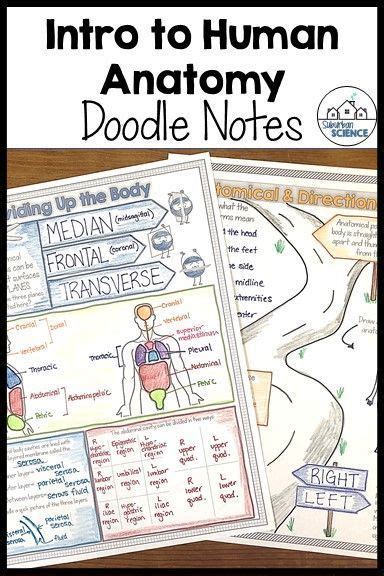 Anatomy Doodle Notes Anatomy And Physiology Basics Body Plans And