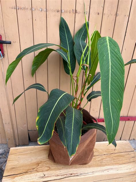 Philodendron Heterocraspedon Xxl 2 Plants One Pot Harmony Plants