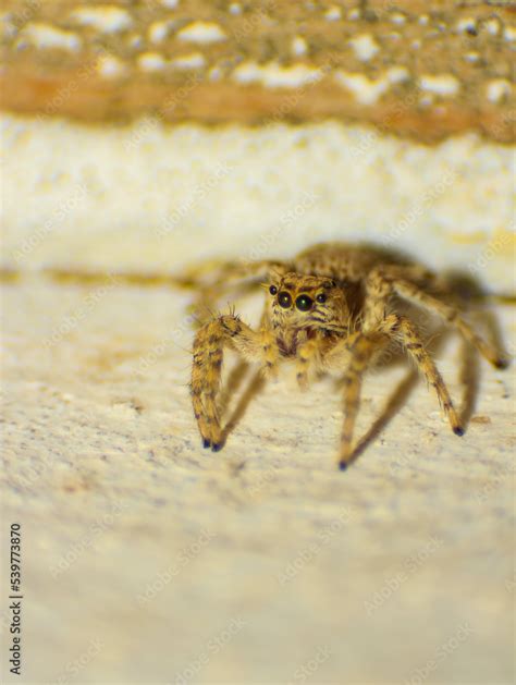 Macro Shoot Of Common Jumping Spider Evarcha Spider Sitting On Earth