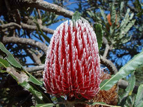 Banksia Bunga Australia Foto Gratis Di Pixabay Pixabay