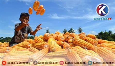 Kupas Tuntas Lampung Terima Ton Jagung Impor Dari Brasil Dan