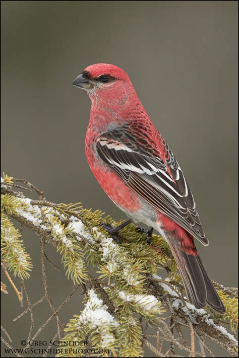 Pine Grosbeak (male) profile