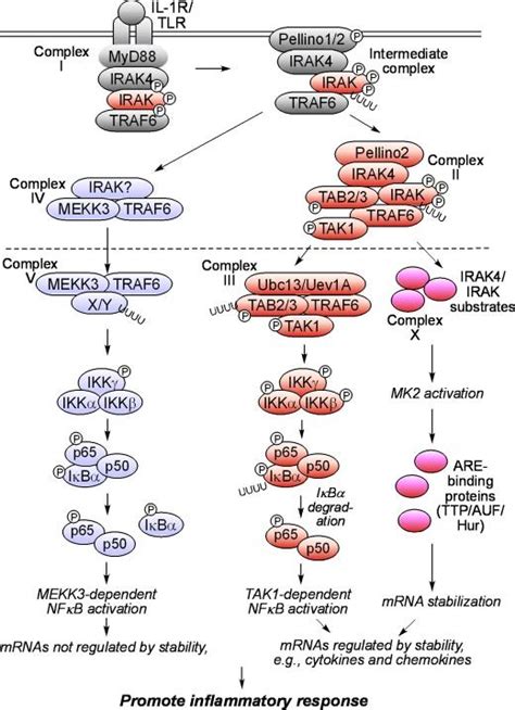 Model Of The Il 1 Signaling Pathway Download Scientific Diagram