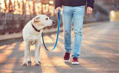 Pasear El Perro En Ingles Actualizado Diciembre