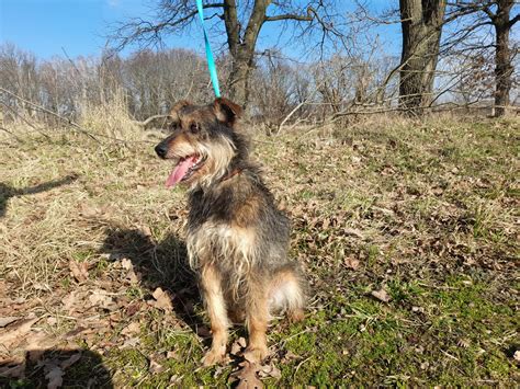 BRIX Schronisko dla Zwierząt w Henrykowie