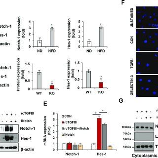 TGFBI Regulates The Activation Of Notch 1 In Adipocytes A Notch 1 And