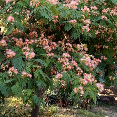 Albizia Mimosa Silk Tree Albizia Julibrissin Mygardenlife