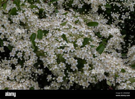 Viburnum Tinus The Viburnum Vat Is A Plant Of The Caprifoliaceae