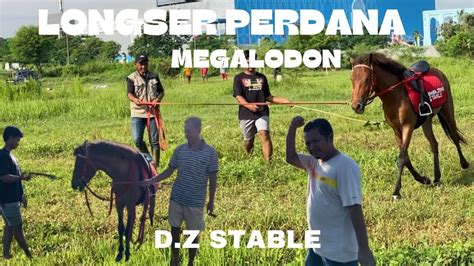 AMUNISI DZ STABLE BARU MULAI LATIHAN YouTube