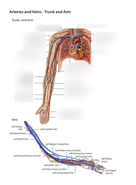 Artery And Vein Diagram Quizlet