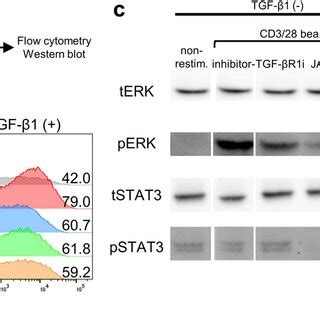 Erk In Cd T Cells Was Phosphorylated By Cd Stimulation And