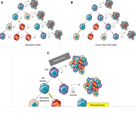 The Cancer Cell Plasticity Model Reconciles Cancer Stem Cell And