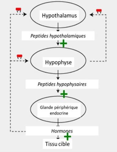 Système Endocrinien Cartes Quizlet