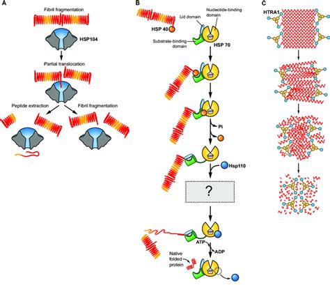 Amyloid Disaggregase Machineries A Hsp Is An Aaa Atpase With The