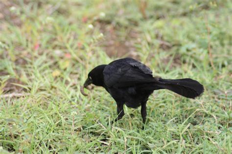 Greater Antillean Grackle Project Noah