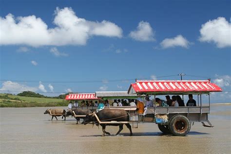 Iriomote Yubu Taketomi Island Tour With Water Buffalo Ride Okinawa