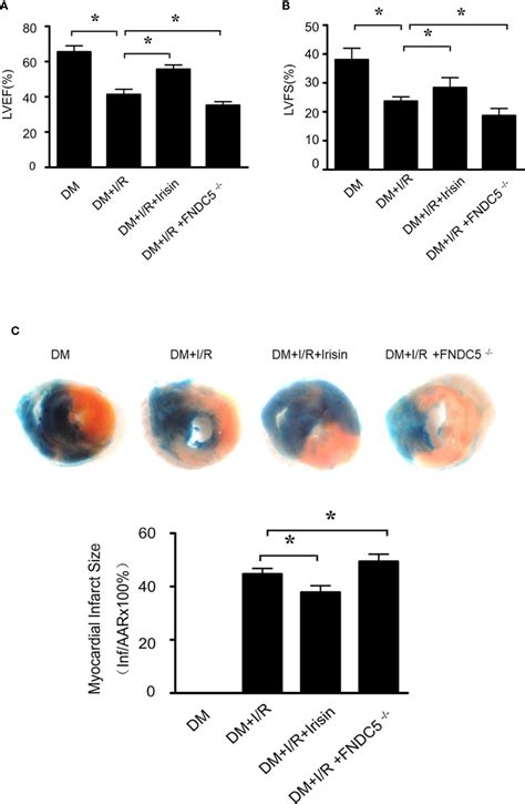 Frontiers Irisin Attenuates Myocardial Ischemia Reperfusion Injury