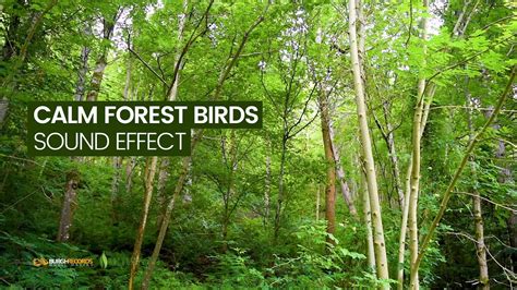 Calm Forest Birds Nature Sounds Royalty Free Sound Effects Youtube