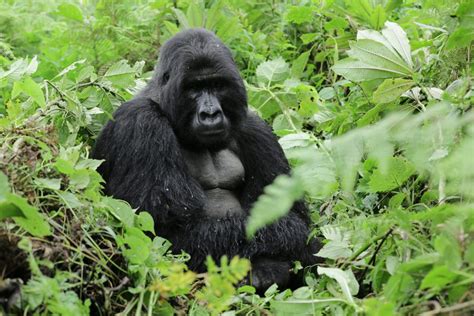 4 Days Gorillas And Golden Monkeys Trekking Safari Rwanda Neza