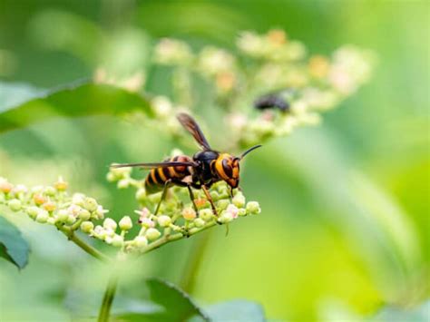 How To Get Rid Of Hornets Midway Pest Management