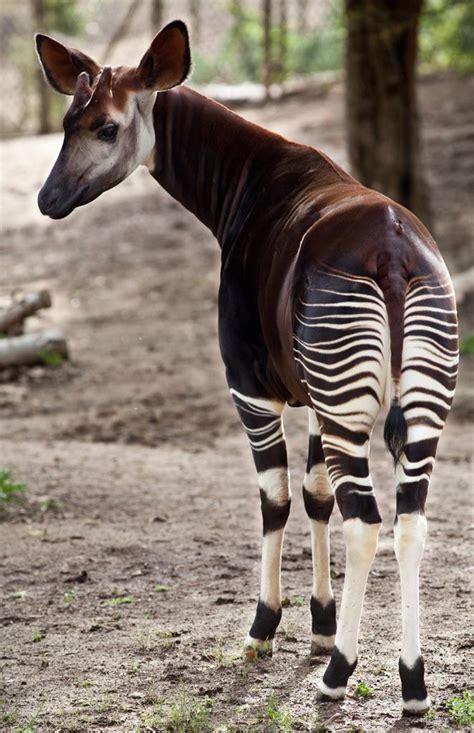 Okapi Although It Is Striped Like A Zebra The Okapi Is Most Closely