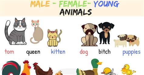 Male, Female & Baby Animal Names In English With Useful Images - 7 E S L