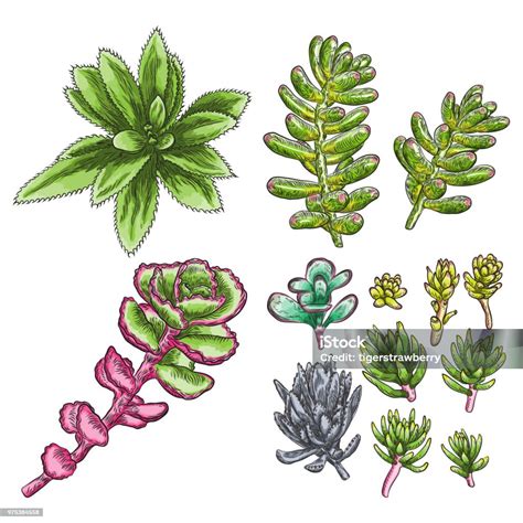 Fresh Tropical House Plants Set Summer Mood Elements Green Colorful Succulent Card Design