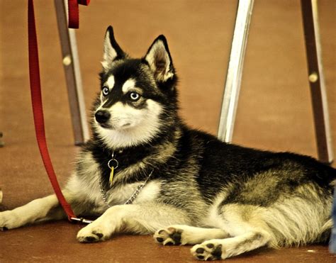 Alaskan Klee Kai Standard