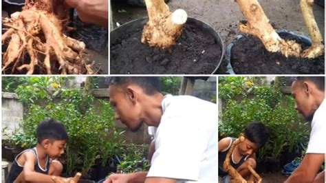 Cara Menanam Bahan Bonsai Dongkelan Bonsai Lantana Bonsai