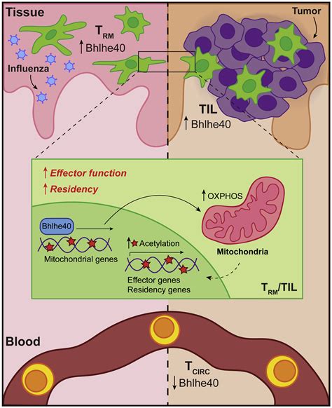 Bhlhe40 Keeps Resident T Cells Too Fit To Quit Immunity