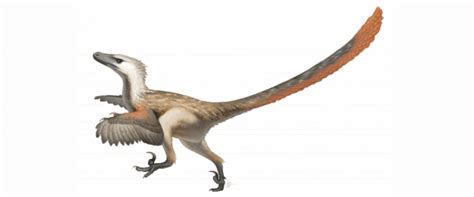 The Comprehensive Guide To Velociraptor Facts This 2022