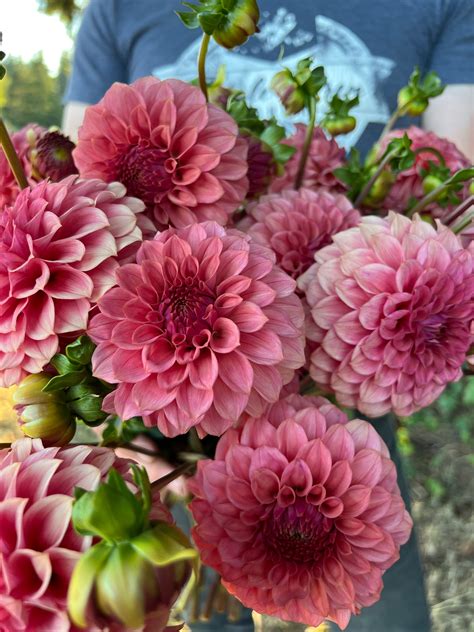 Kas™ Keltie Rose Dahlia Tuber Triple Wren Farms