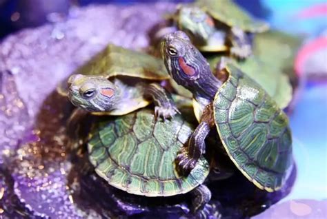 8 Tips For Feeding And Caring For Baby Red Eared Sliders Everything