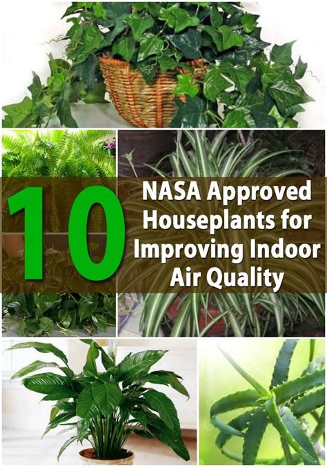 Top 10 Nasa Approved Houseplants For Improving Indoor Air Quality Air